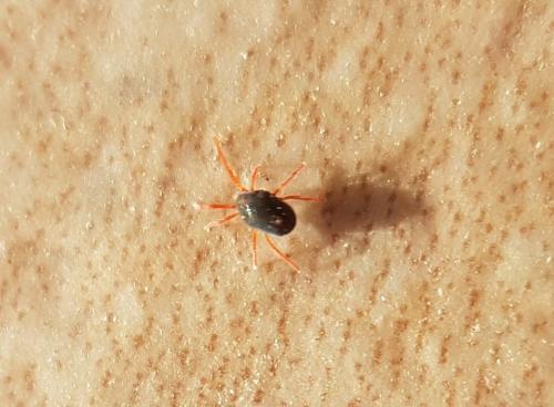 Penthaleus sp.